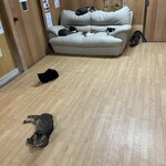 ねこ屋 - 