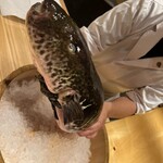 ふぐまどんな - 