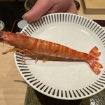 神田錦町 鮨たか晴 - Food Presentation （車海老）