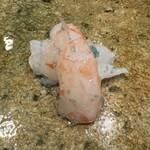 神田錦町 鮨たか晴 - 牡丹海老（北海道)