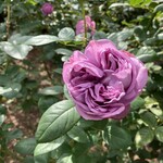 旧古河庭園 洋館　喫茶室 - 