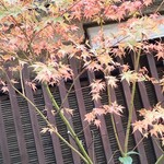 ひろ作 - 秋が深まりましたね〜。②