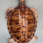 活魚料理 かべしま - 