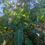 農家カフェ しあわせ時間 - バナナが実ってる