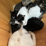 ねこ屋 - 