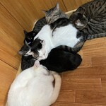 ねこ屋 - 