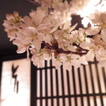 鳥ばか一代 - 桜祭り