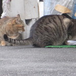 ふくや串かつ店 - 近所の猫たち③