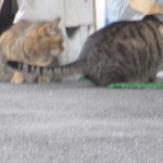 ふくや串かつ店 - 近所の猫たち②