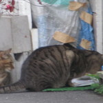 ふくや串かつ店 - 近所の猫たち①