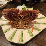 亜紗 - ウチワエビ