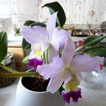 エビスエスクラッシコ - 一週間後に咲いたカトレア〜♡