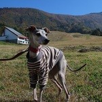 石臼挽き蕎麦香房 山の実 - 