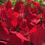 そば処 砂武縞 - 