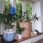 コーヒーハウス ショコラ - 