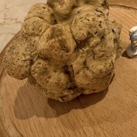 マガーリ - 白トリュフ