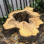 ラーメン専門 宮の森 - 近くの高校の街路樹が倒木危険とされて切られていた。中スカスカ