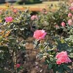 追分だんご本舗 新宿本店 - 