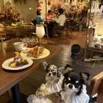 Lecoin キタサンドウ - 