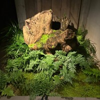 レフェルヴェソンス - 