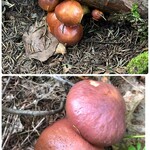 カファレル - 花イグチ（落葉）