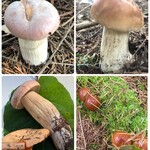 カファレル 神戸北野本店 - 左上から時計回りでポルチーニ、ポルチーニ、ナメコ、ポルチーニとアカモミタケ