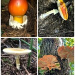 カファレル 神戸北野本店 - 左上から時計回りでタマゴタケ、ベニテングダケ、マスタケ、キタマゴタケ
