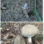 カファレル 神戸北野本店 - テングタケ