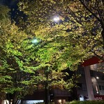 一久 - 一久近所の並木道