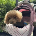 クッチーナ デル カンポ - シェリ