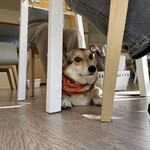 유즈하 cafe - 테이블 아래의 사랑스러운 반려견