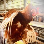 Bonne chance! M - 養鶏場