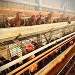 Bonne chance! M - 養鶏場