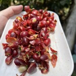 中山コーヒー園 - 