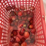 中山コーヒー園 - 