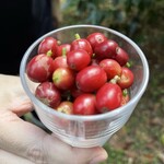 中山コーヒー園 - 