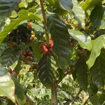 中山コーヒー園 - 