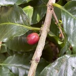 中山コーヒー園 - 