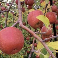 青森県黒石市から届くりんごや栗、柿を使用