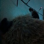 ロピア - おや？お？や？