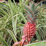 Dole Plantation - 中庭にて