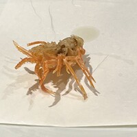 天ぷら新宿つな八 つのはず庵 - 