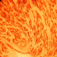 はり重 道頓堀本店 - 