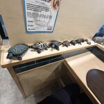 手打麺祭 かめ囲 - 