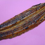 うなぎ屋かわすい 川口水産 - 