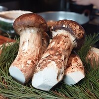 江戸前晋作 - 長野県上田の松茸