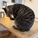 books to curry 猫のしっぽ - 