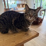 books to curry 猫のしっぽ - 