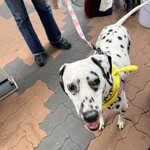 ファット ドッグ スタンド - 