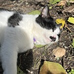 ドリプレ・ローズガーデン　カフェ - 